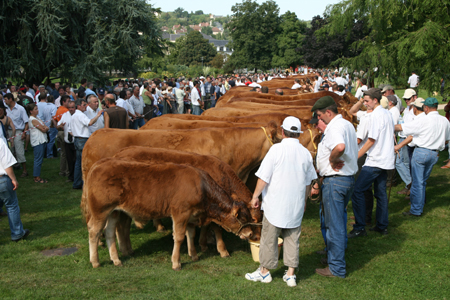 festival de l'élevage. Photo archives Diarmid Courrèges