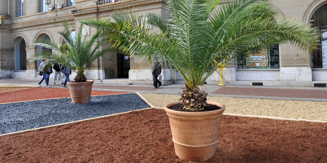 Des palmiers place Charles de Gaulle