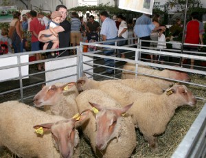 Festival de l'élevage. Photo archives