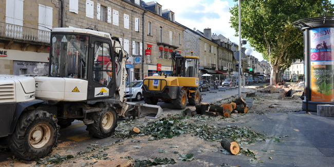 Six tilleuls ont dû être abattus avenue de Paris