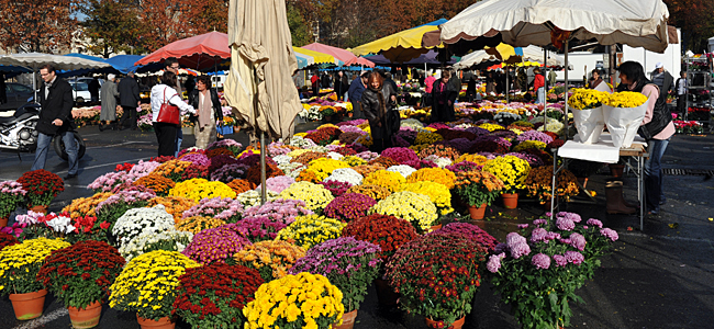 Des chrysanthèmes sur le marché - Photo d'archives