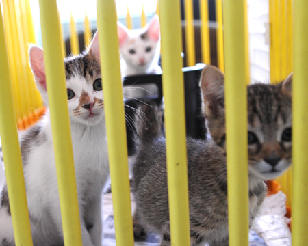 chatons en cage