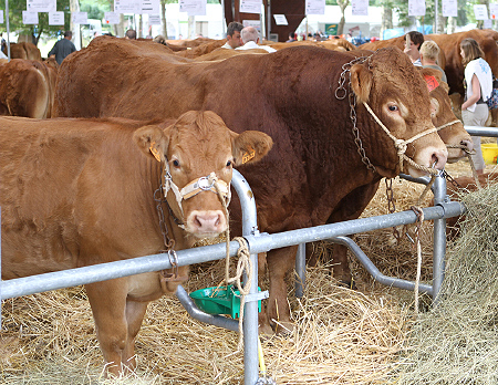 Festival de l'élevage 2010