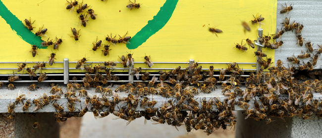 Les abeilles du rucher