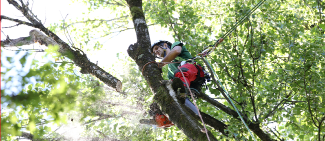 Un grimpeur du service des espaces verts démontent l'arbre sur pied depuis son faît