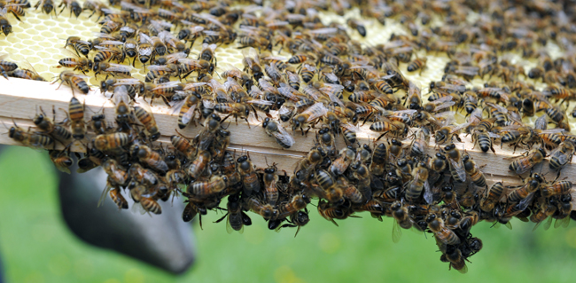 abeilles gros plan