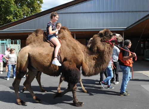 tour de chameaux